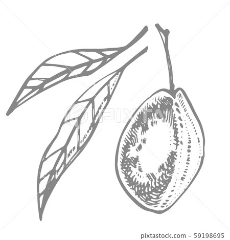 Plums hand drawn illustration. Ink sketch. Hand drawn illustration. Seamless pattern. Healthy 59198695