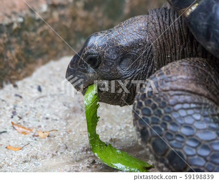 Closeup portrait of Galapagos giant tortoise ,Chelonoidis nigra, with huge paws looking curiously 59198839