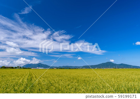 [Niigata City, Niigata Prefecture] Paddy fields in the Echigo Plain and Mt. Yahiko and Mt. Kakuda 59199171