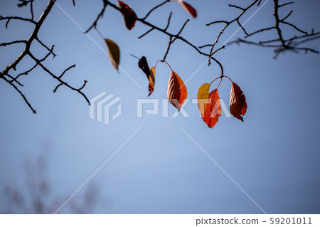 Autumn leaves of cherry leaves Autumn leaves of cherry leaves 59201011