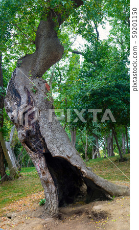 Big, old, exotic hollow tree Big, old, exotic hollow tree 59201150