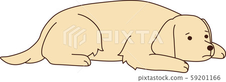 金毛尋回犬 金毛尋回犬 59201166