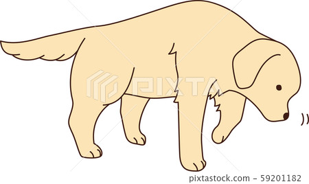 Golden retriever 59201182