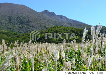 Autumn Kuju Boguru vineyard, golden grass 59201401