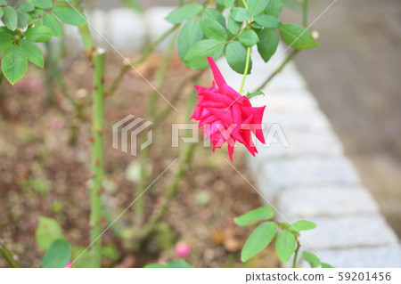 Rose Flower Christian Dior 59201456