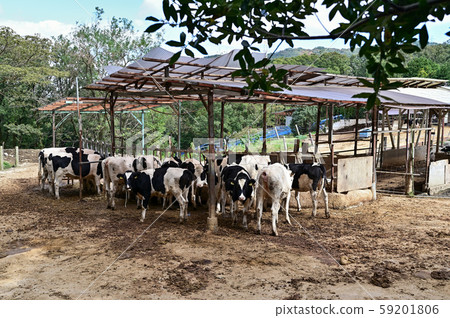 Ranch cow 59201806