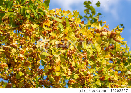 Ginnan Ginkgo Ginnan Ginkgo 59202257