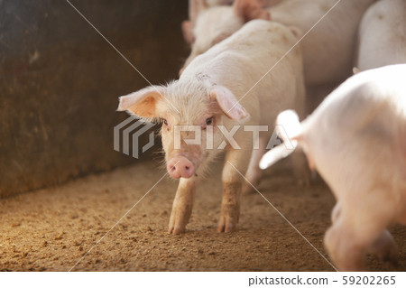 三元豬肉 三元豬肉 59202265