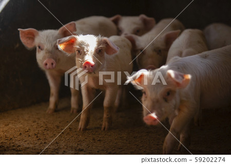 三元豬肉 三元豬肉 59202274
