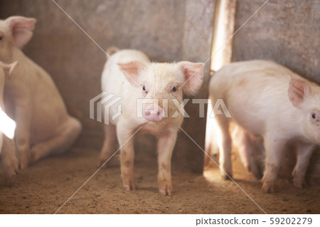 三元豬肉 59202279