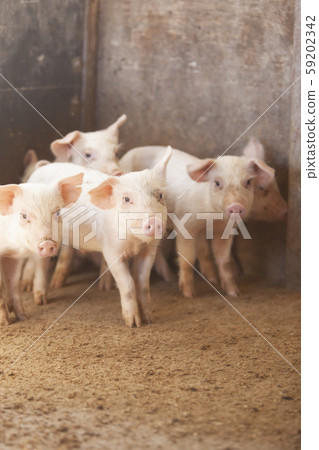 三元豬肉 59202342