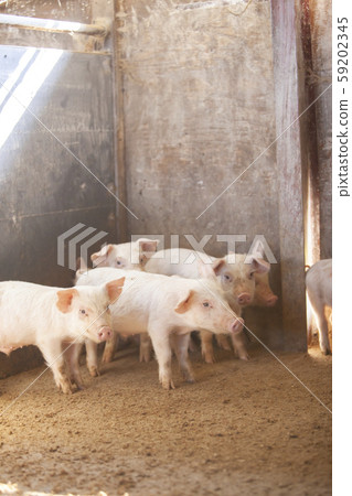 Sangen pork 59202345