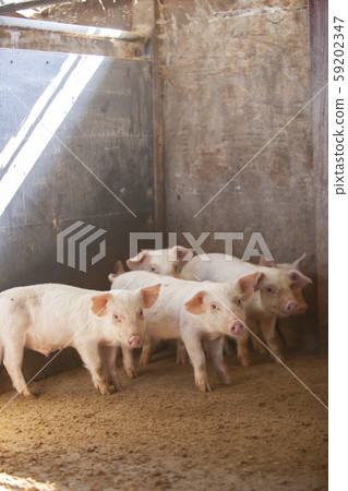 Sangen pork 59202347