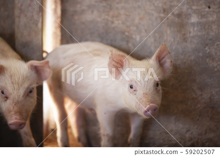 Sangen pork Sangen pork 59202507