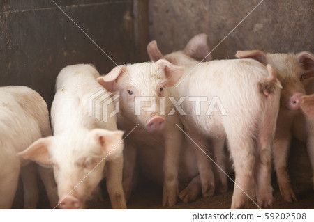 Sangen pork 59202508