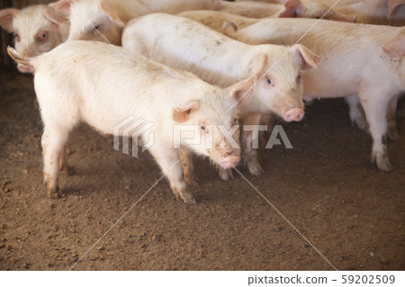 Sangen pork 59202509