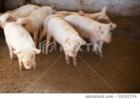 Sangen pork 59202514