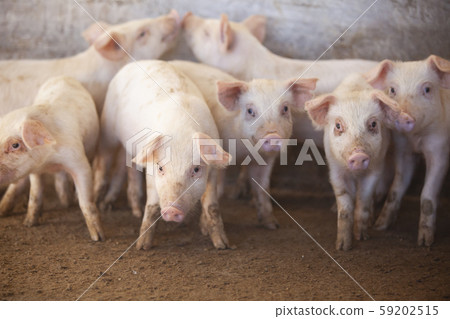 三元豬肉 59202515