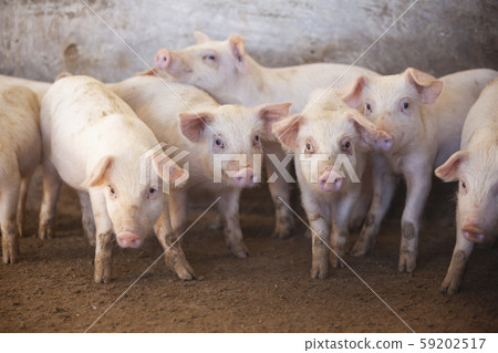 三元豬肉 59202517