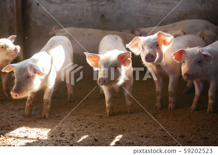 Sangen pork 59202523