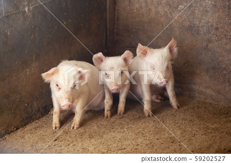 三元豬肉 59202527