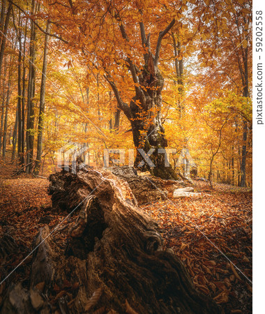 Beautiful beech forest with a fallen tree  59202558