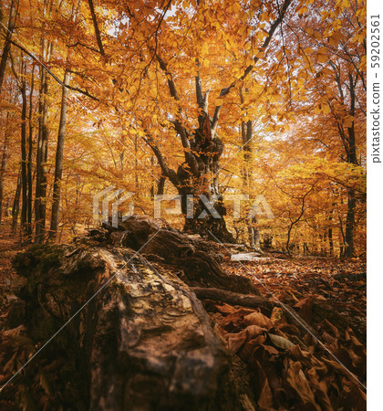 Beautiful autumn beech forest 59202561