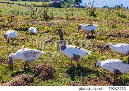 Samtskhe Javakheti Georgia Europe landmark 59202883