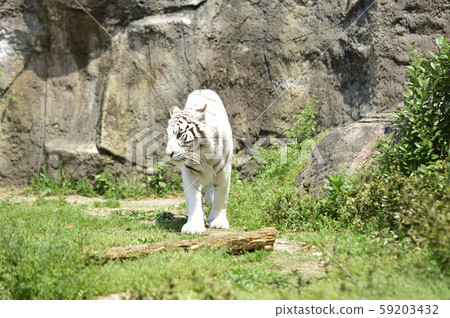 White Tiger White Tiger 59203432