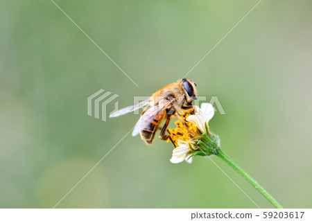 納米哈納布 納米哈納布 59203617