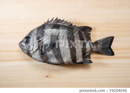 Sea bream 59204048
