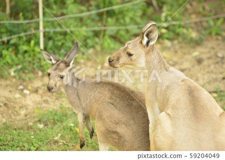kangaroo family 59204049
