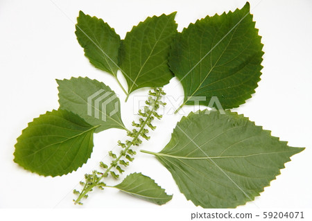 Hojiso 06 Hojiso 06 59204071