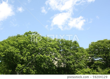 Shinshu in early summer, Nagano Prefecture Ueda Castle Ruins Park along the moat and walls of fresh green zelkova 59204129