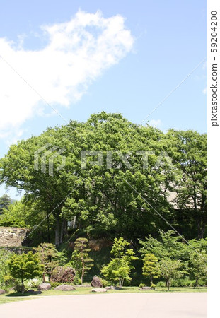 Shinshu in early summer, Nagano Prefecture Ueda Castle Ruins Park along the moat and walls of fresh green zelkova Shinshu in early summer, Nagano Prefecture Ueda Castle Ruins Park along the moat and walls of fresh green zelkova 59204200