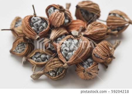 Moon peach fruit for moon peach tea in Okinawa Moon peach fruit for moon peach tea in Okinawa 59204218