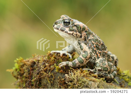 Beautiful european green toad Bufo viridis 59204271