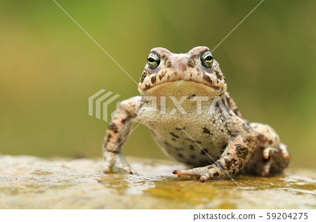 Rare natter jack toad Epidalea calamita Rare natter jack toad Epidalea calamita 59204275