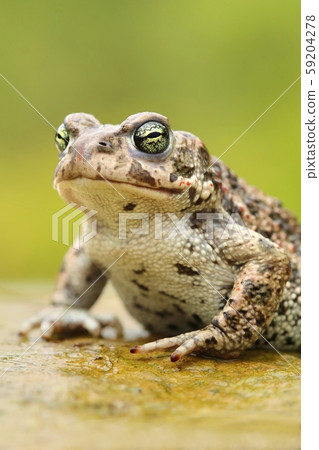 Rare natter jack toad Epidalea calamita Rare natter jack toad Epidalea calamita 59204278