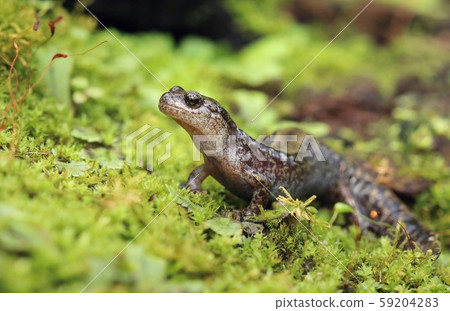 Very rare salamander Hynobius keyserlingii 59204283