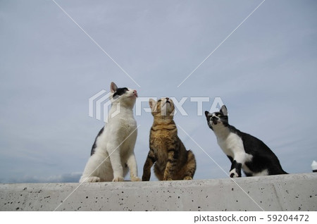 Three kitten Three kitten 59204472