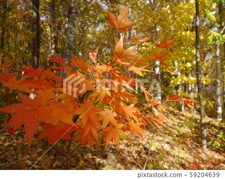 秋天的葉子染成橙色 59204639