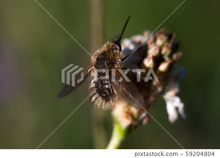Macro shot of the bee in nature 59204804