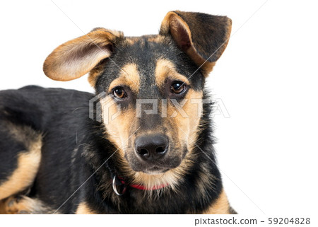 Mixed breed dog portrait on the white Mixed breed dog portrait on the white 59204828