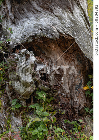 戈雅索的老樹 59204892