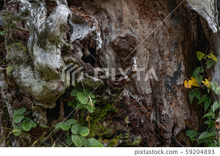 戈雅索的老樹 59204893