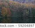 Yellow leaves of the Oga Deer Pond 59204897