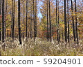 Autumn scenery of larch and pampas grass 59204901