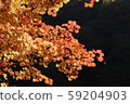 Momiji leaves 59204903