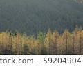 Larch shining in the morning sun 59204904